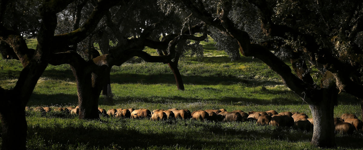 iberico ham guijuelo